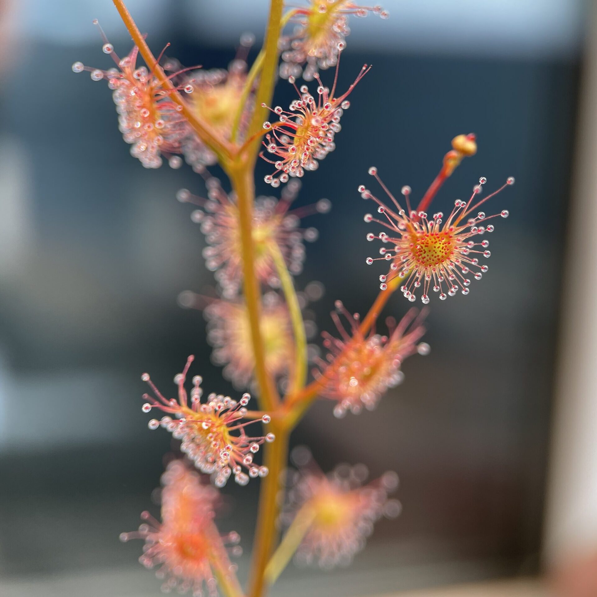 Семена Росянки Ушковидная (Drosera Auriculata), 15шт