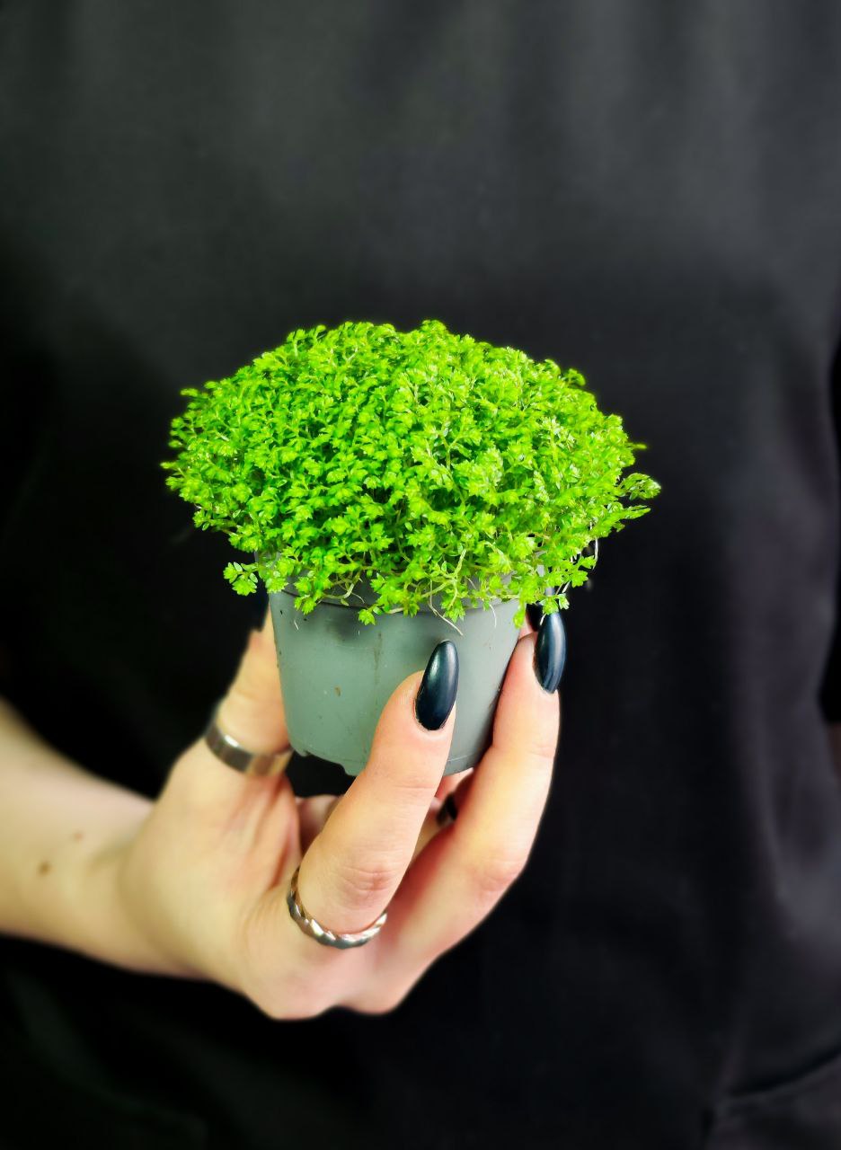 Мох Луговой, Селагинелла Апода (Selaginella Apoda) D6см