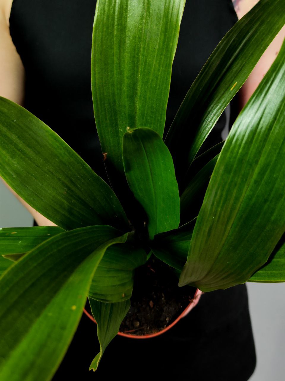 Аспидистра Элатиор (Aspidistra Elatior) D14см