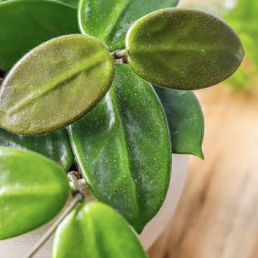 Хойя Вангвингенсис (Hoya Vangviengiensis) D6см