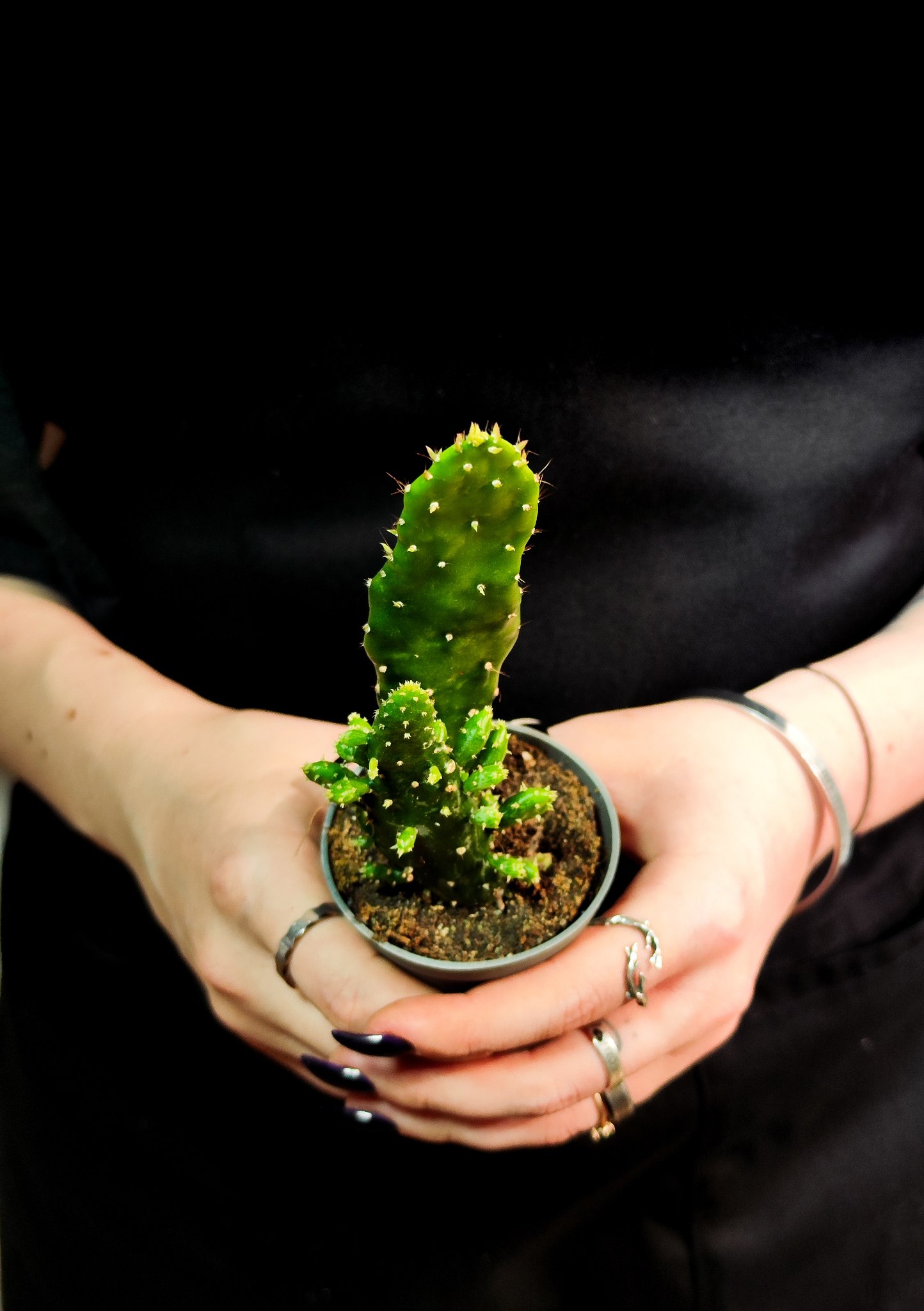 Опунция обыкновенная mix (Opuntia Vulgaris mix) D5см (набор из 2шт)