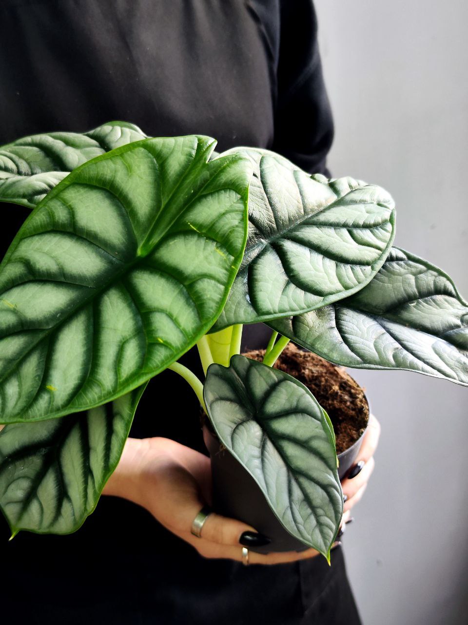 Алоказия Сильвер Драгон (Alocasia Silver Dragon) D11см