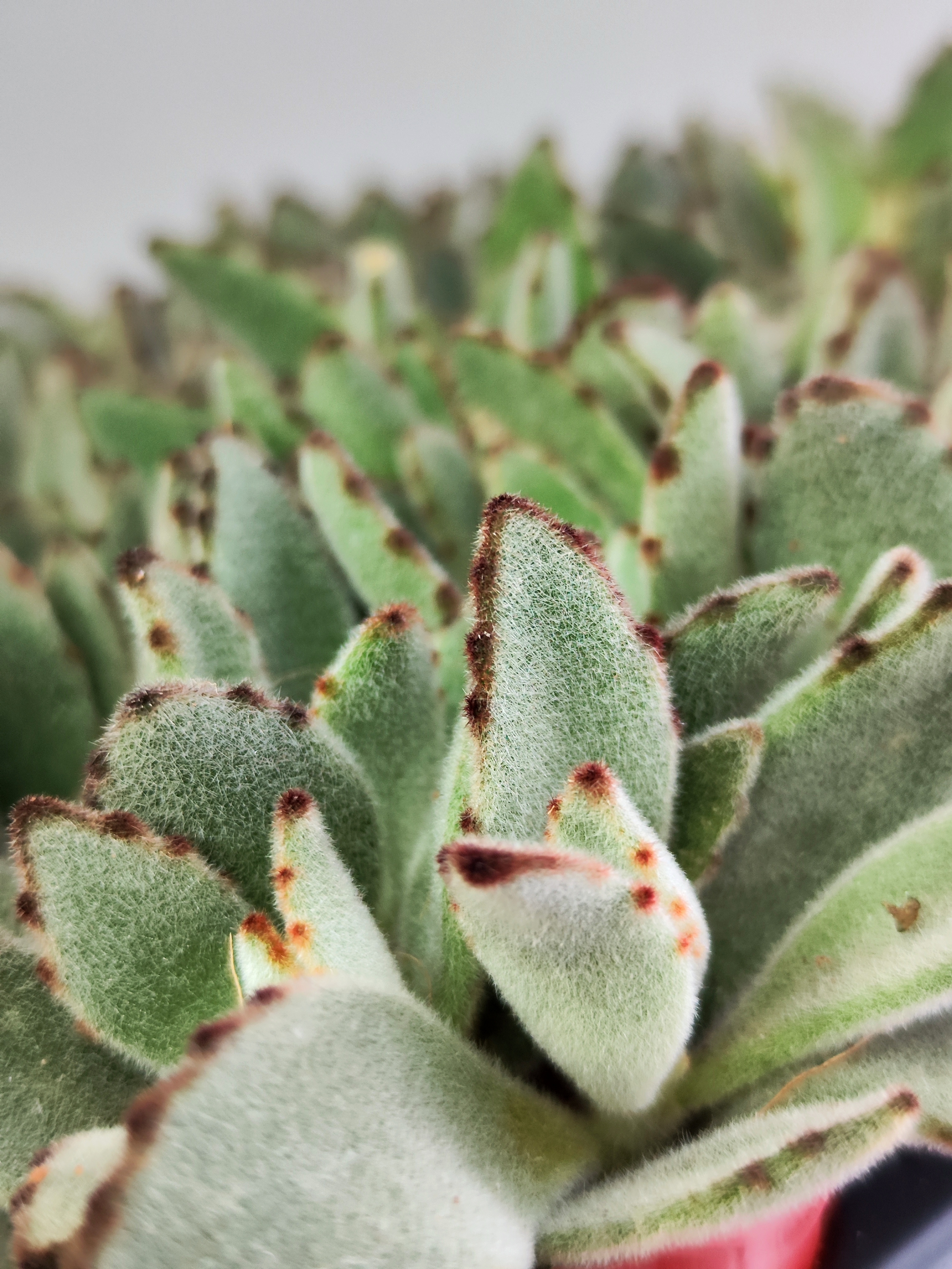 Каланхоэ Томентоза Лайт, или Войлочное (Kalanchoe Tomentosa Light) D5см