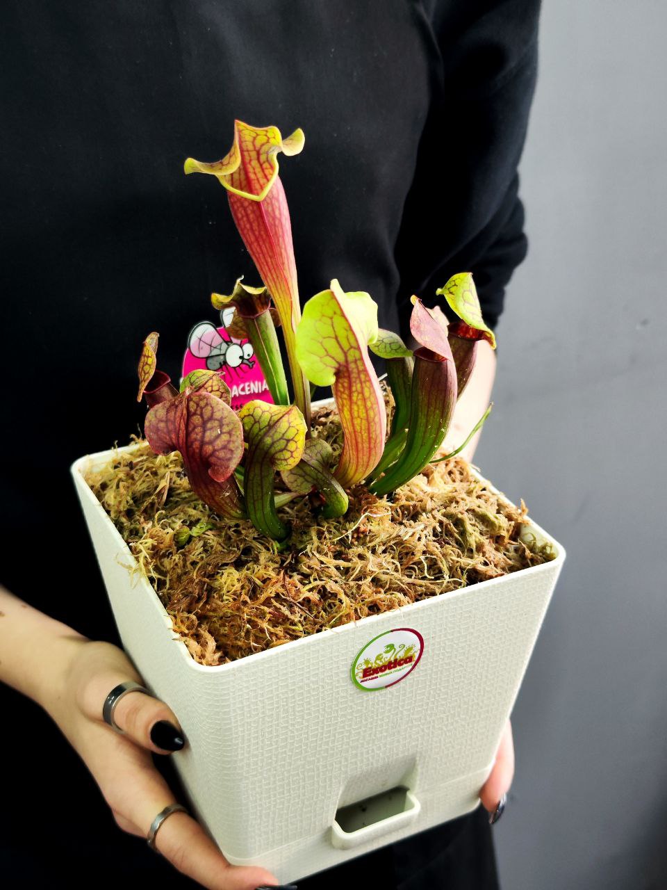 Саррацения Тесс (Sarracenia Tess) пересаженная D15см