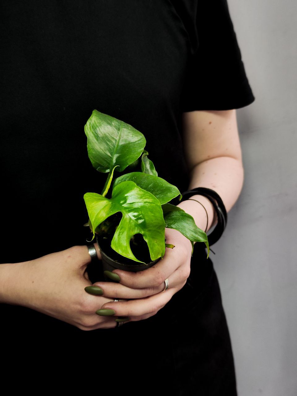 Монстера Минима (Monstera Minima) D6см