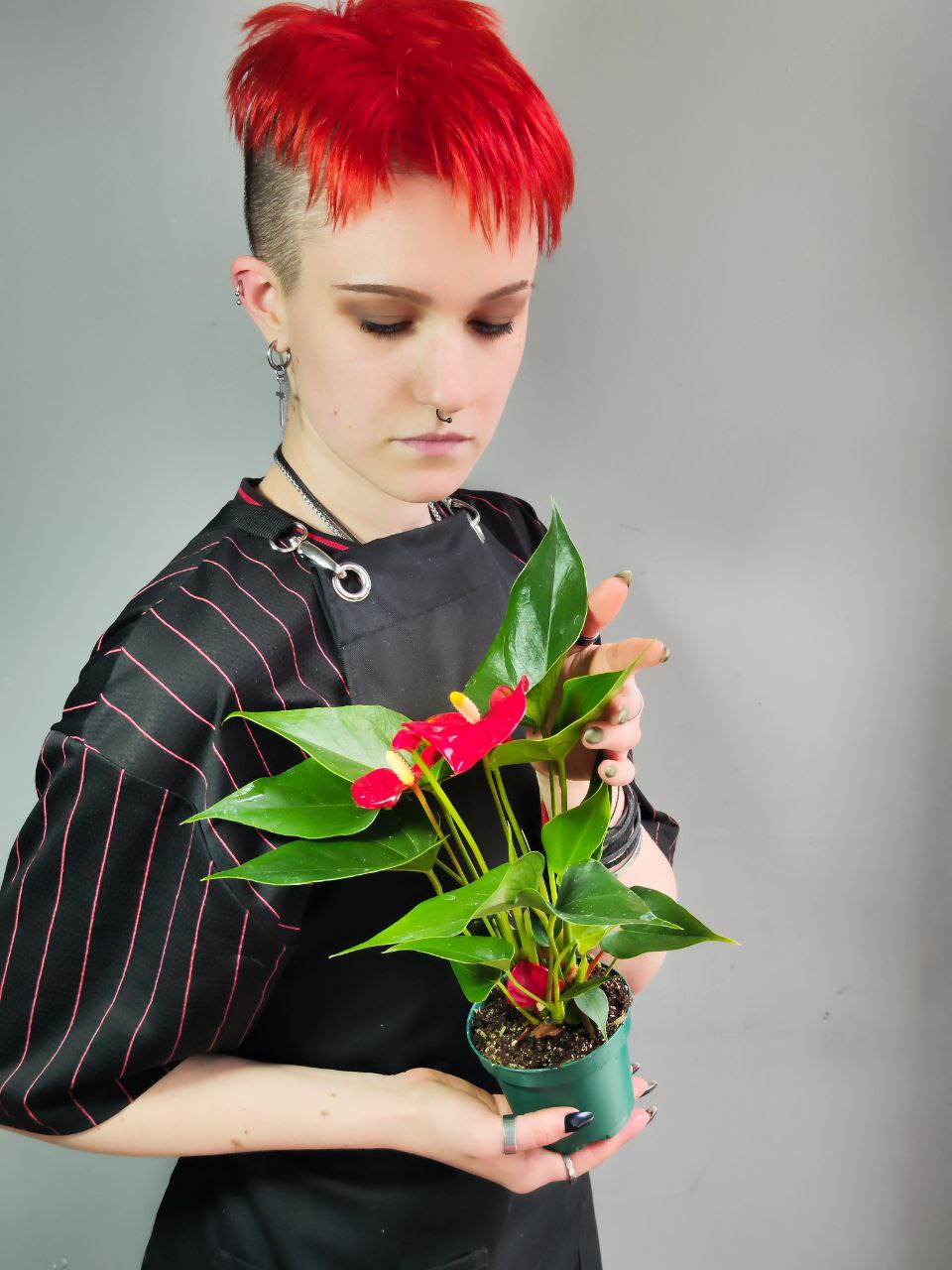 Антуриум Андре Красный (Anthurium Аndraeanum Red) D9см