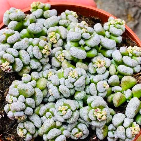 Крассула Кароллина Коралловая (Crassula Corallina Cradok) D8,5см