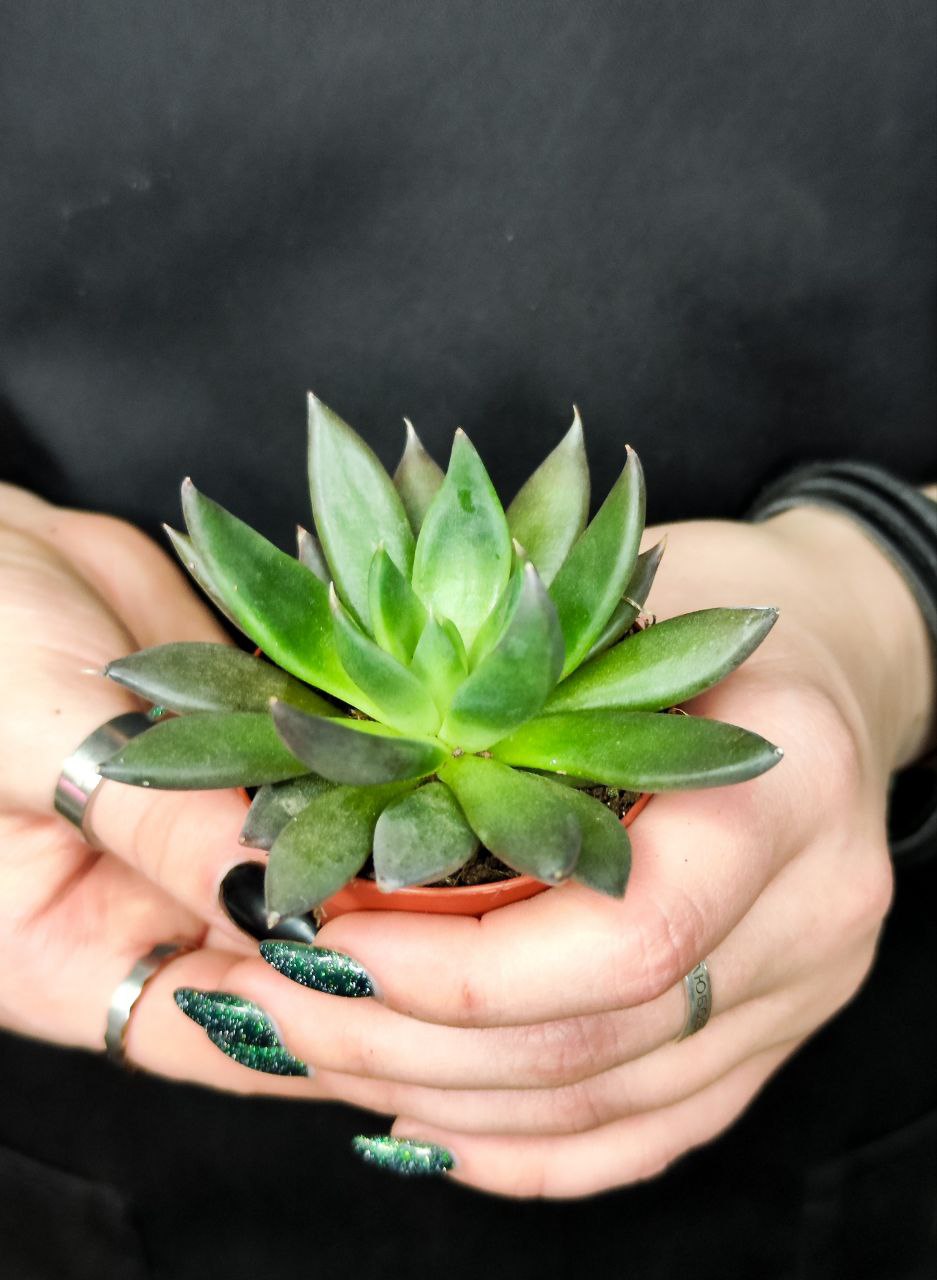 Эхеверия Блэк Поинт (Echeveria Black Point) D5см
