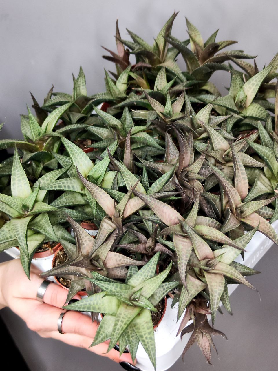 Хавортия Тесселата, Шахматная (Haworthia Tesselata) D5см