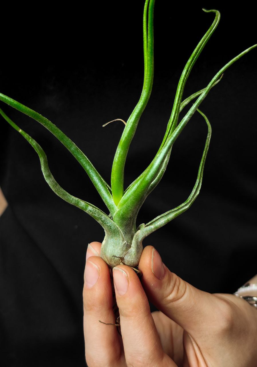 Тилландсия Сноутайм (Tillandsia Showtime)