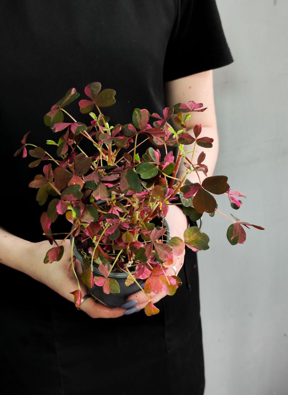 Оксалис Крейзи Плам, Кислица (Oxalis Crazy Plum) D10см
