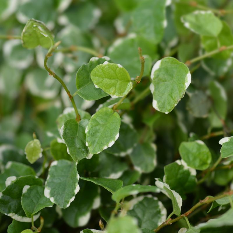 Фикус Пумила Уайт Санни (Ficus Pumila White Sunny) D9см