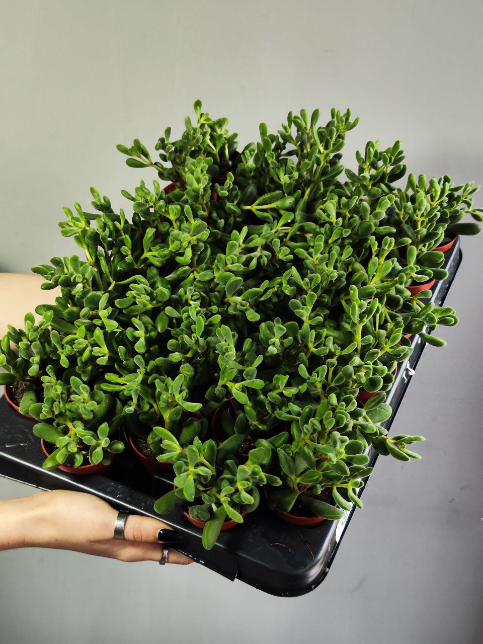 Крассула Роджерсия (Crassula Rogersii) D5см