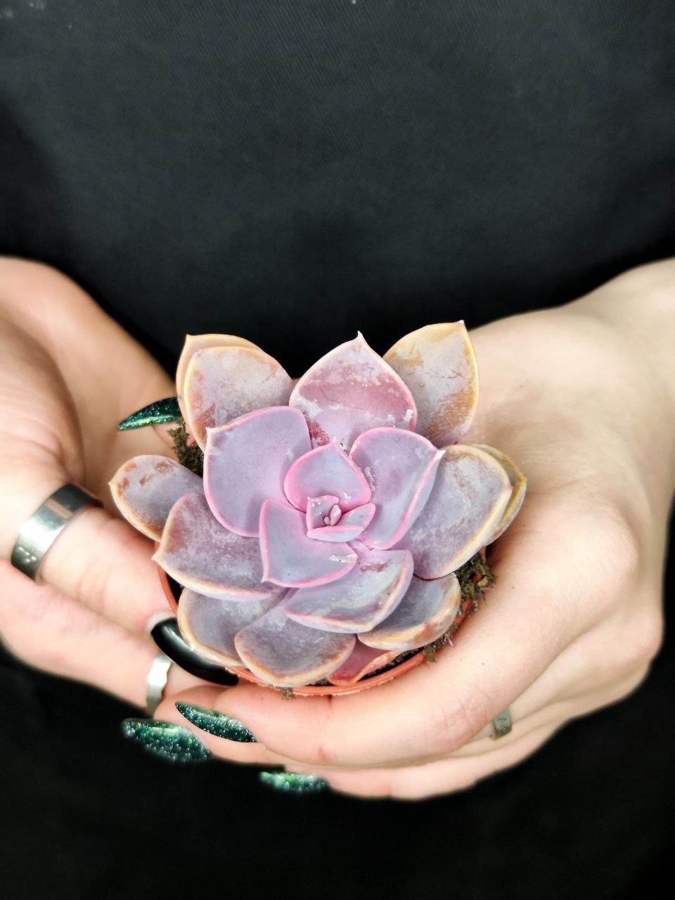 Эхеверия Жемчужина Нюрнберга (Echeveria Perle von Nurnberg) D5см
