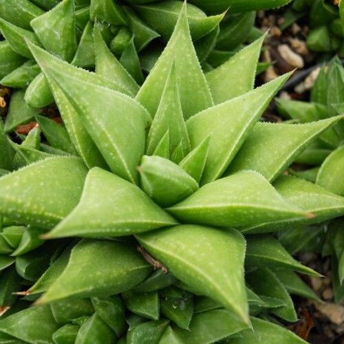 Хавортия Байлисси (Haworthia Baylissii) D5см