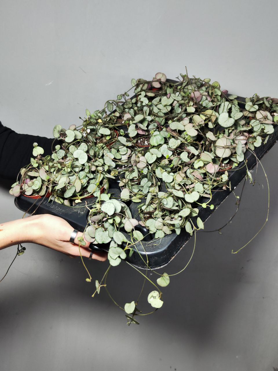 Церопегия Вуда Сильвер Глори (Ceropegia Woodii Silver Glory) D6см