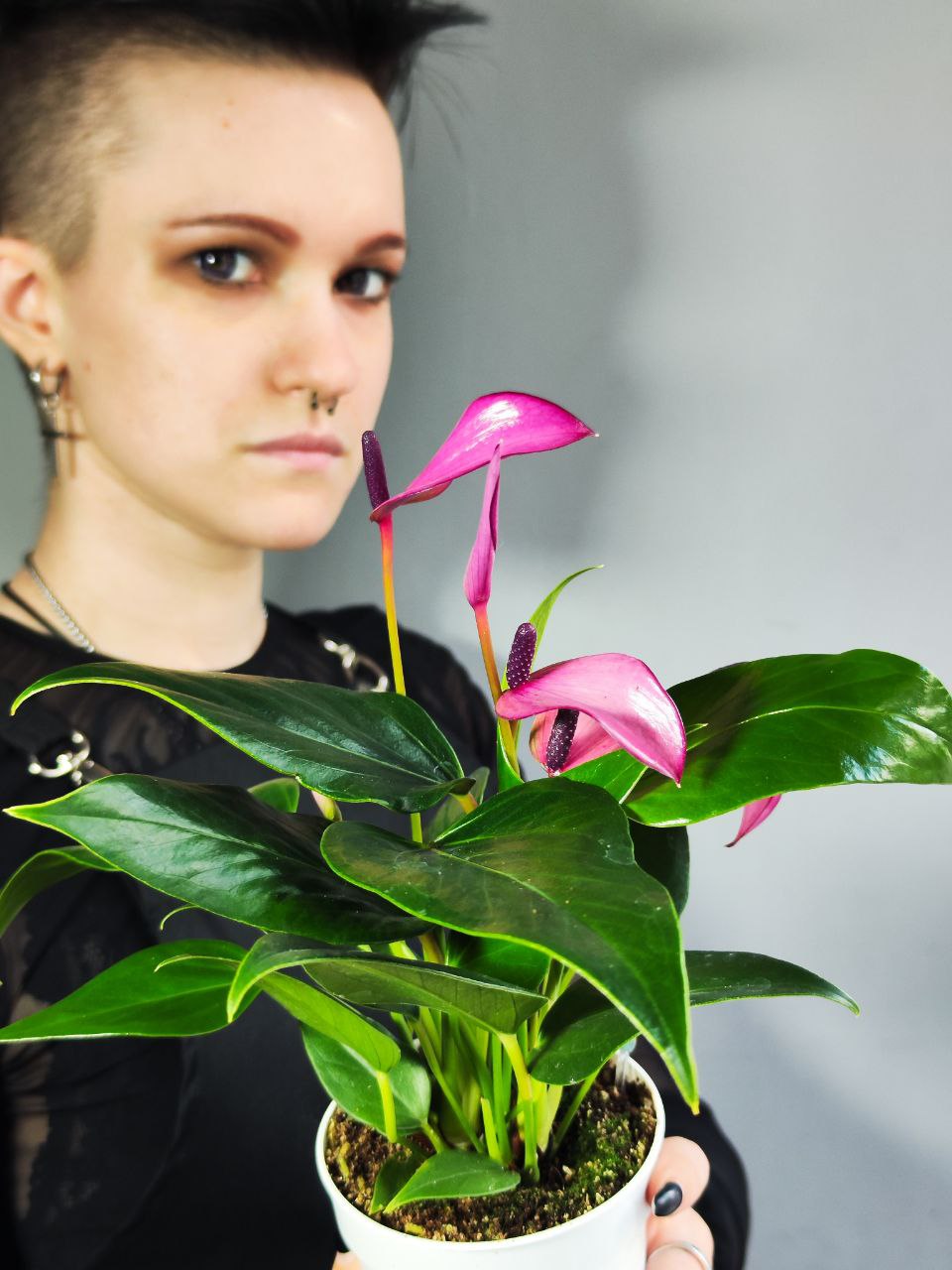 Антуриум Андре Зизу (Anthurium Andre Zizou) D9см