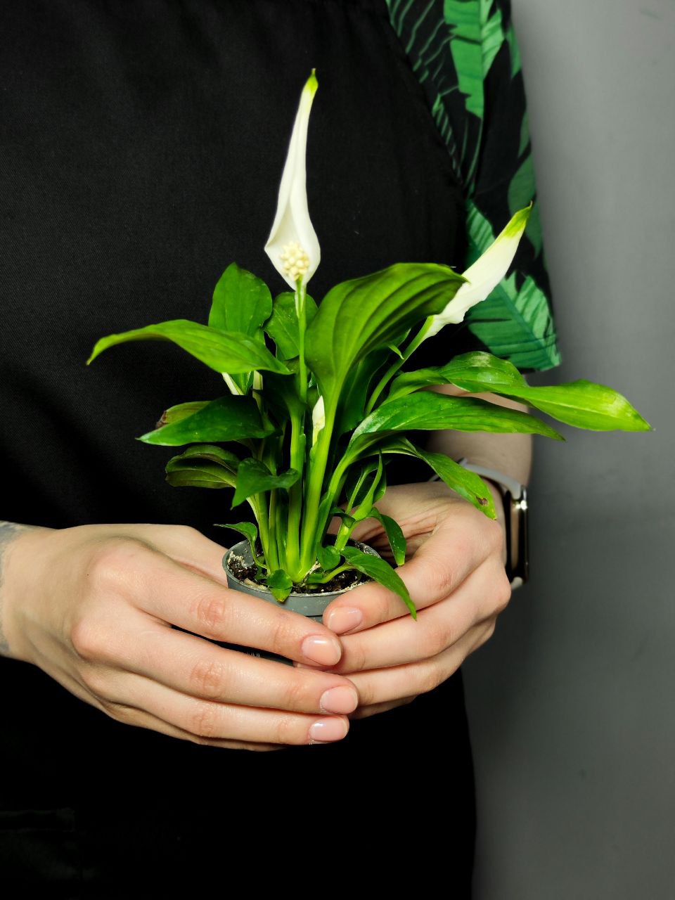Спатифиллум Перл Купидо (Spathiphyllum Pearl Cupido) D7см