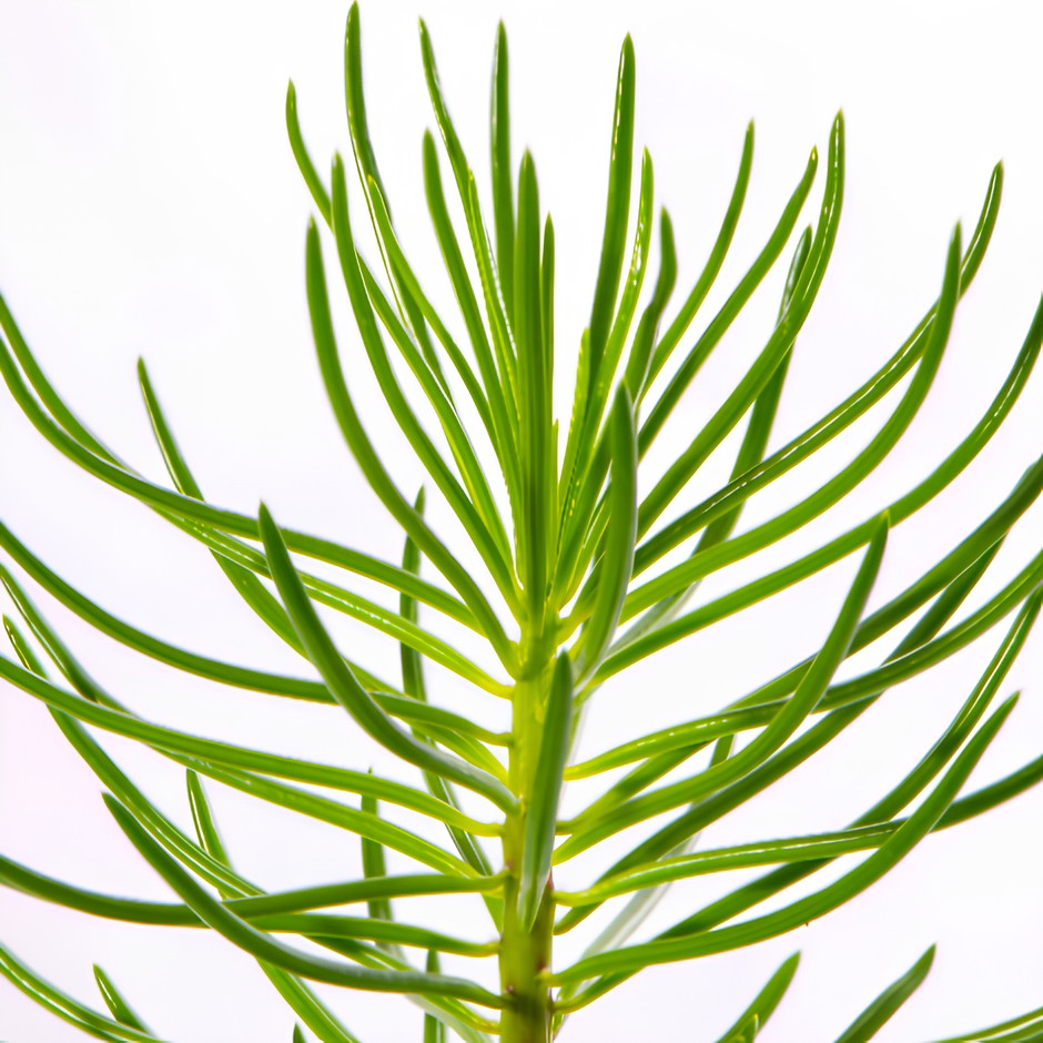 Крестовник Арчера Гималая (Senecio Archeri Himalaya) D6см
