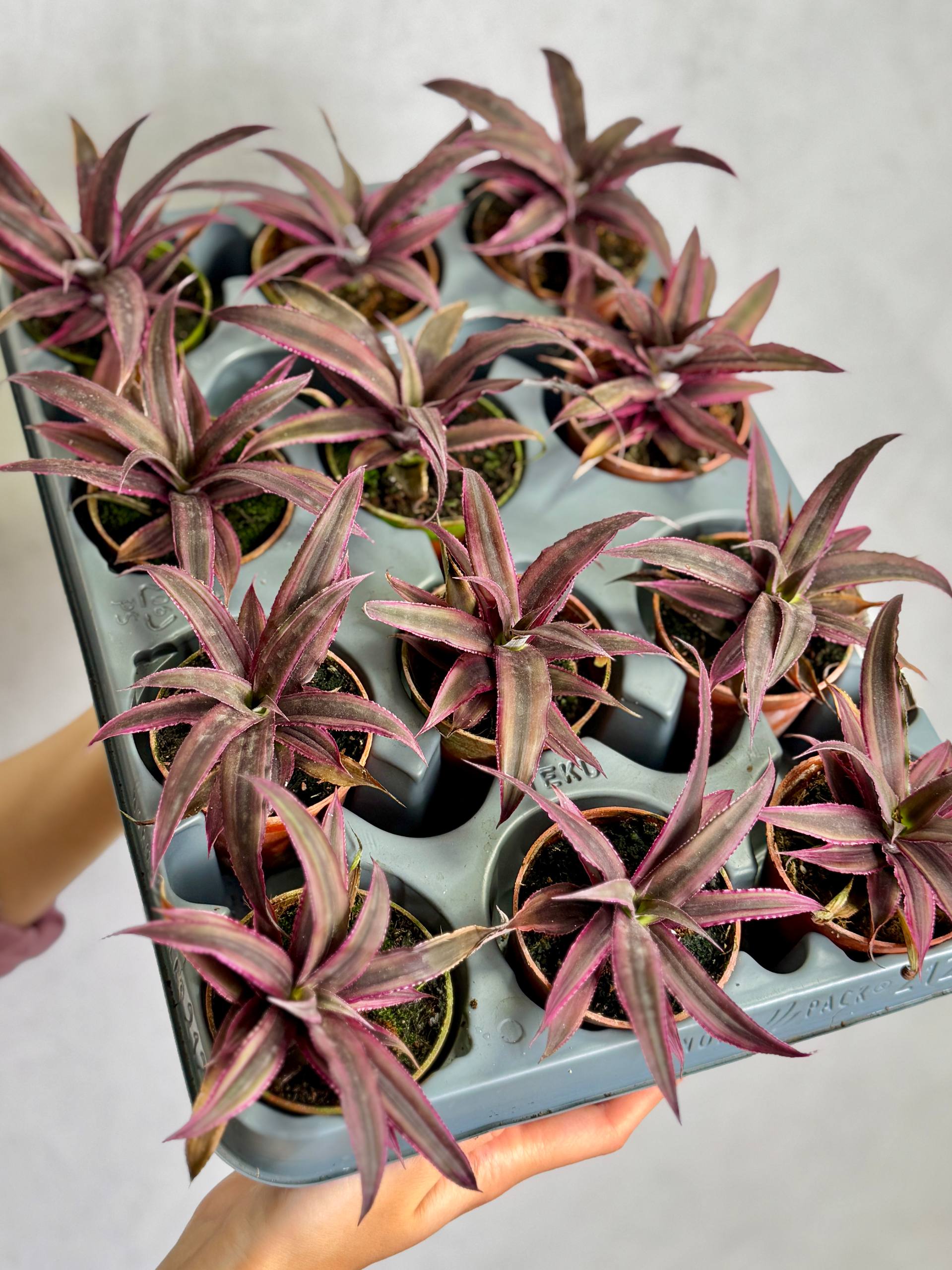 Криптантус Китайский Гибрид (Cryptanthus Bromelioides Hybrid) D8см