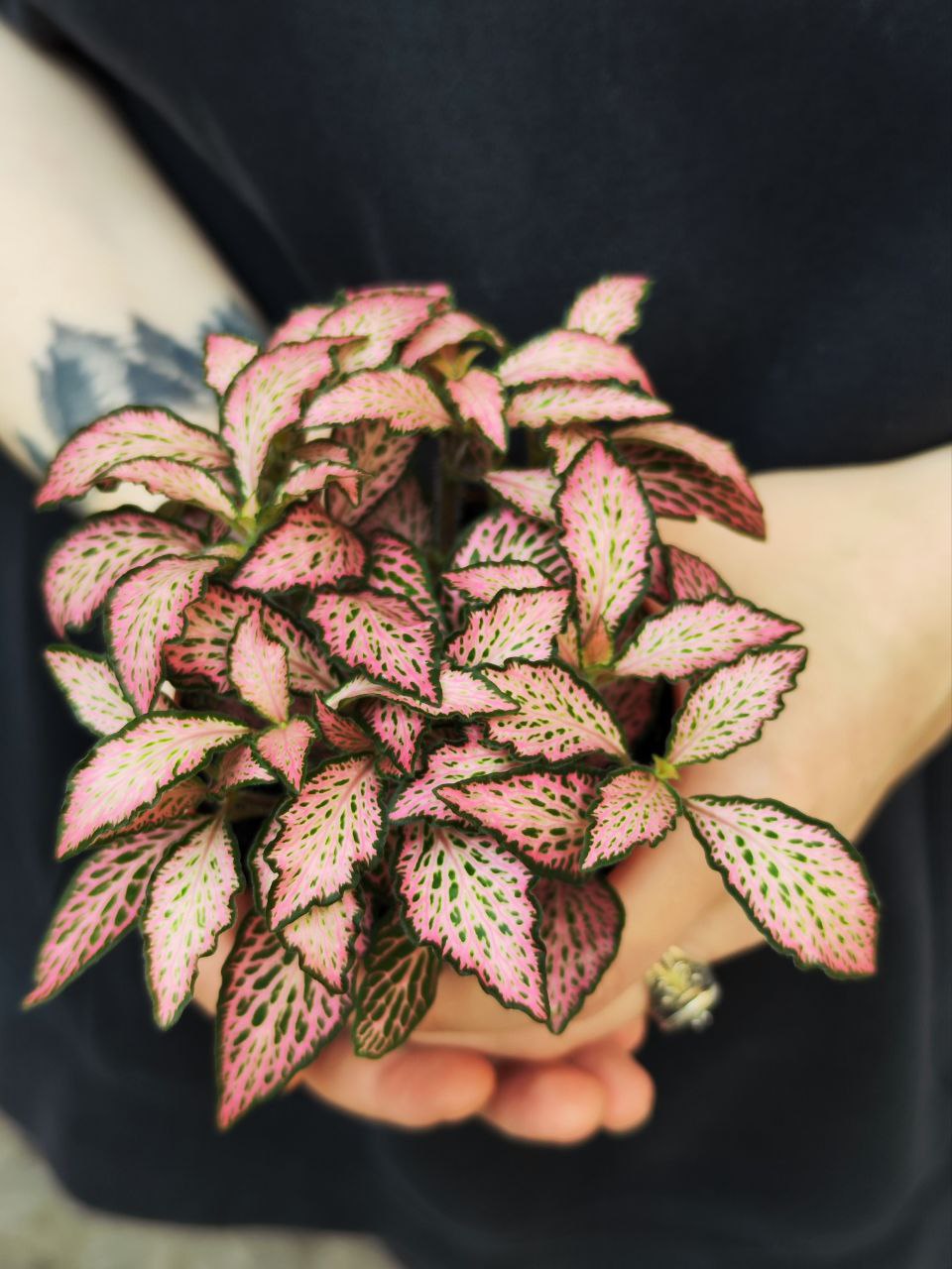 Фиттония Розовая Форест Флейм (Fittonia Pink Forest Flame) D8,5см
