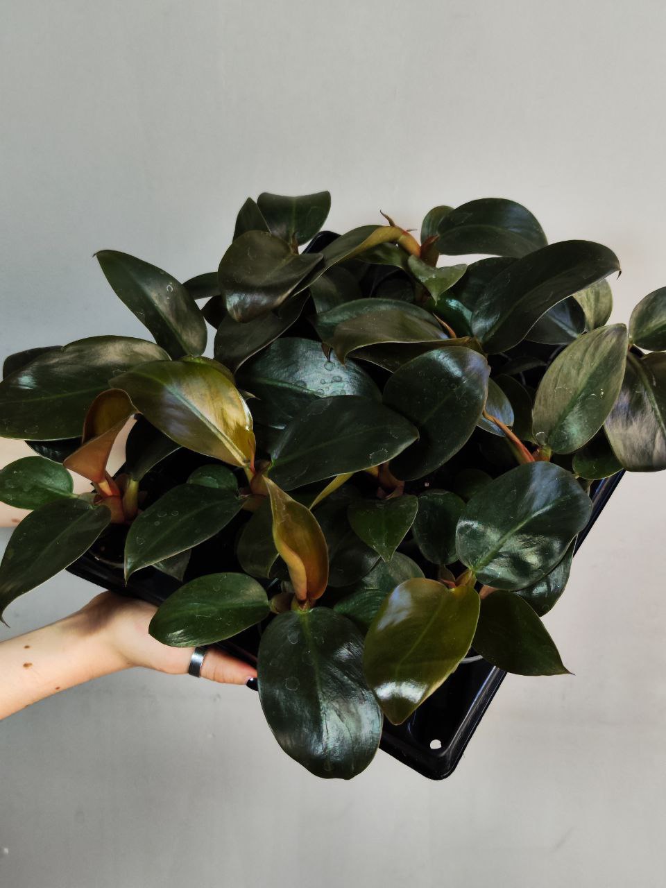 Филодендрон Империал Ред (Philodendron Imperial Red) D6см