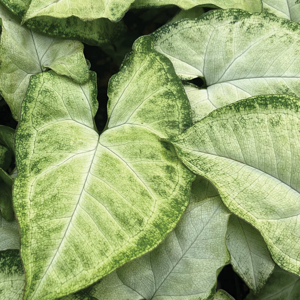 Сингониум Вайт Баттерфляй (Syngonium White Butterfly) D6см