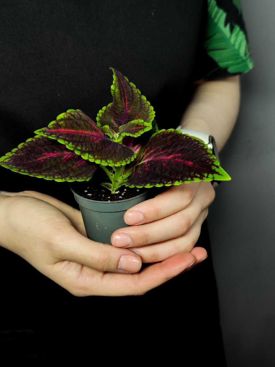 Колеус Спейскейк (Coleus Spacecake) D6см