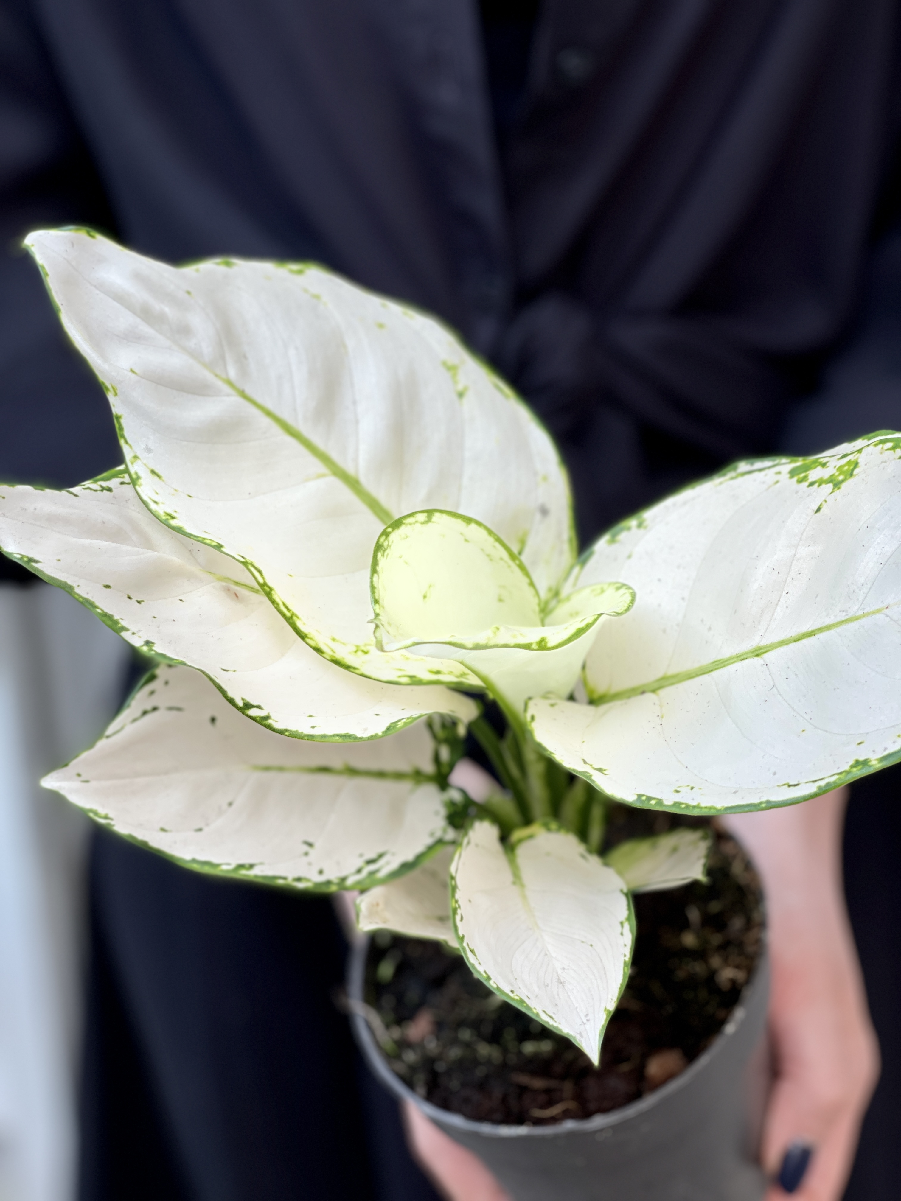 Аглаонема Вайт Джой (Aglaonema White Joy) D12см