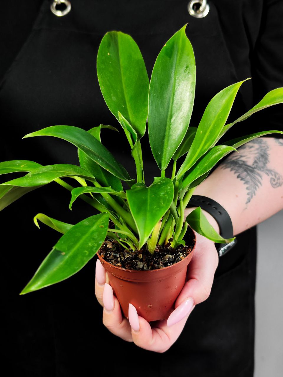 Филодендрон Марциуса (Philodendron Martianum) D8см