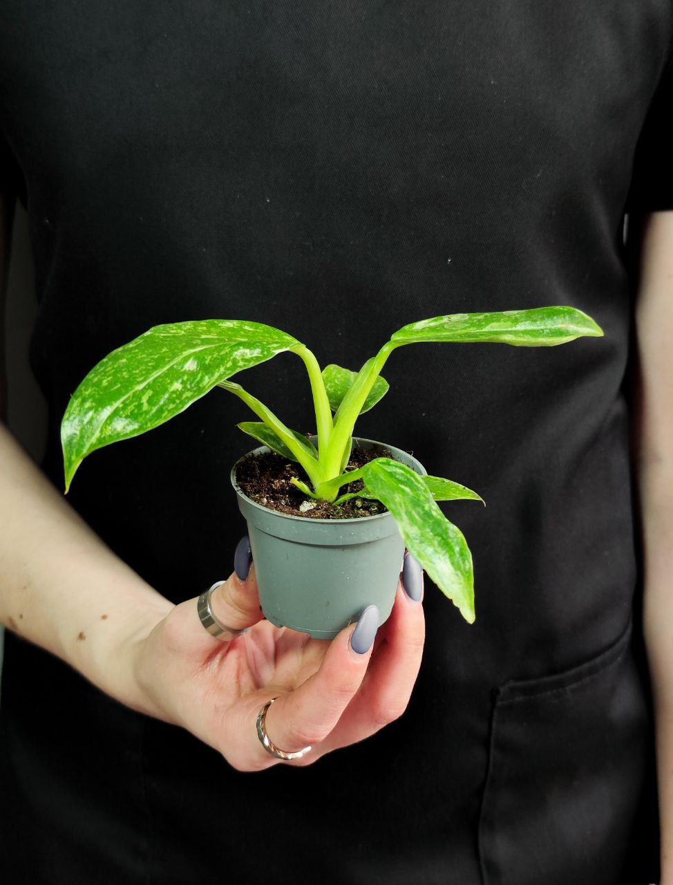 Филодендрон Джози Буоно (Philodendron Jose Buono) D6см