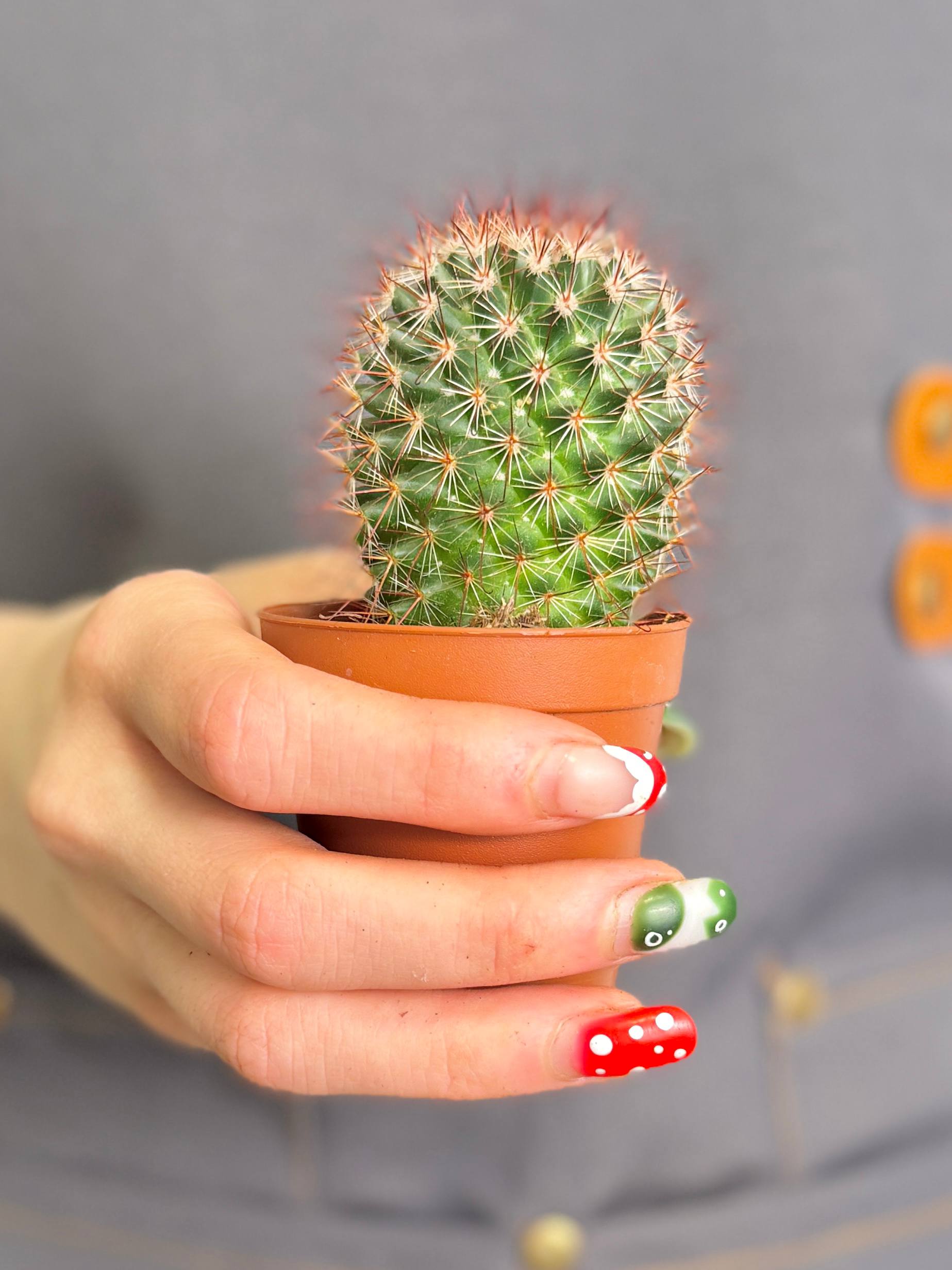 Маммиллярия Спинозиссима, или Колючейшая (Mammillaria Spinosissima) D5см