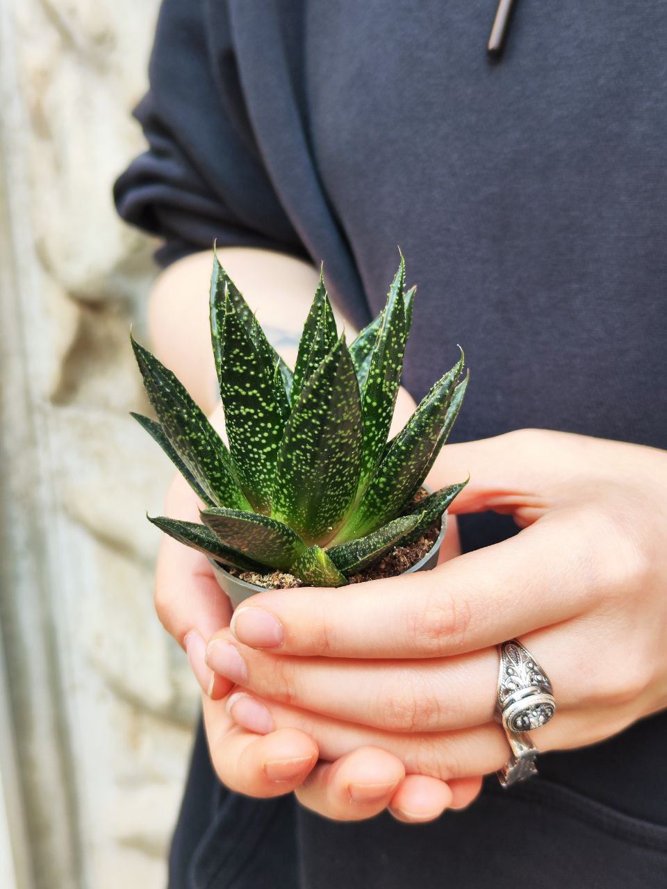 Гастерия Лимпопо (Gasteria Limpopo) D5см