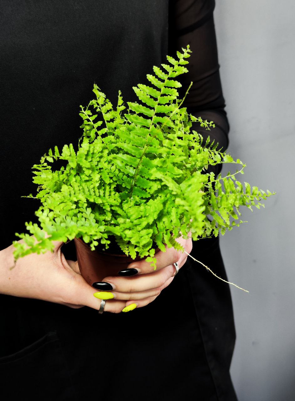 Нефролепис Возвышенный (Nephrolepis Exaltata Fluffy Ruffle) D8,5см
