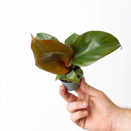 Филодендрон Империал Ред (Philodendron Imperial Red) D6см