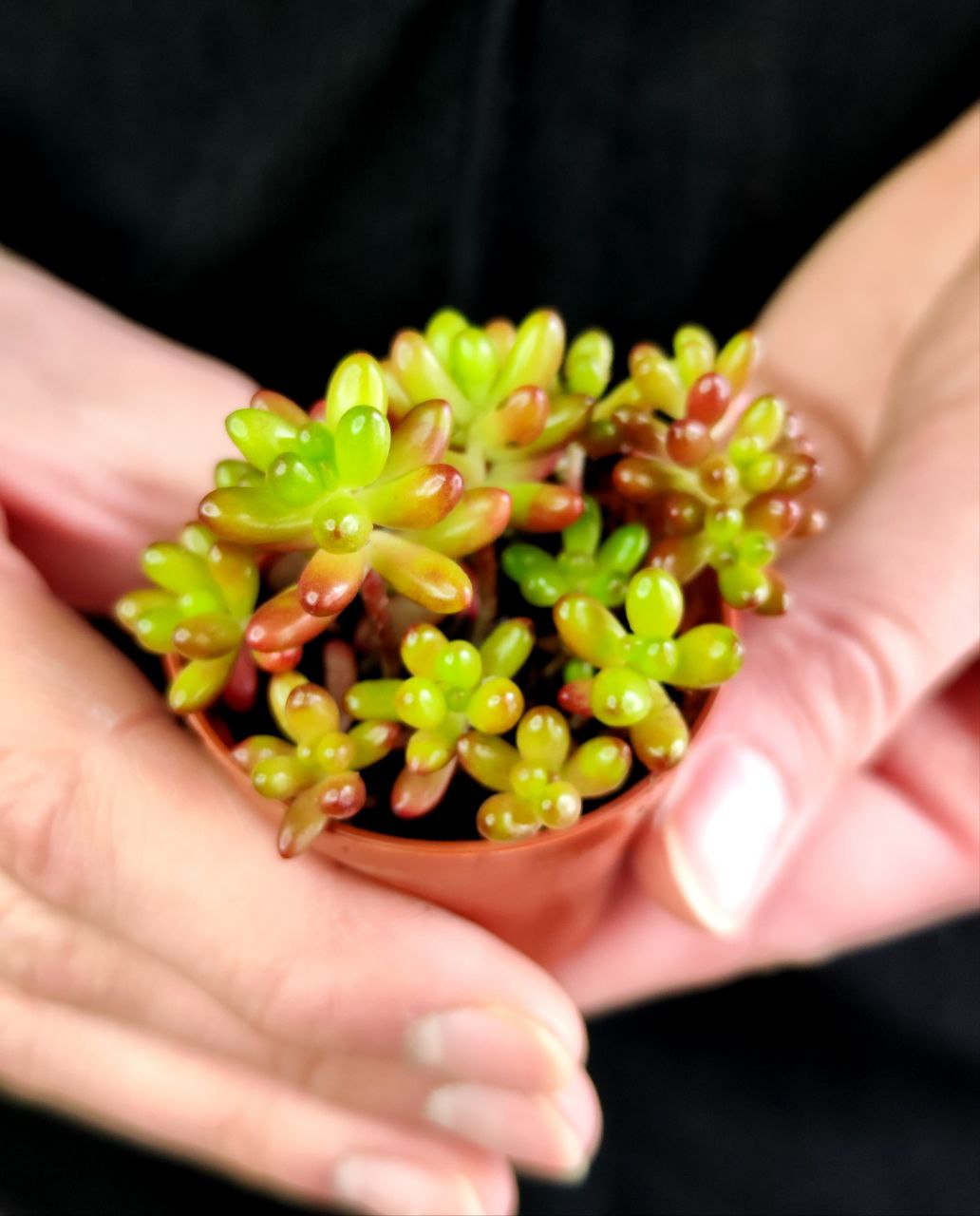 Седум Рубротинктум Аврора (Sedum Rubrotinctum Aurora) D5см
