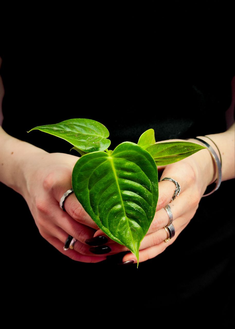 Антуриум Вейча, или Король Антуриум (Anthurium Veitchii) D6см