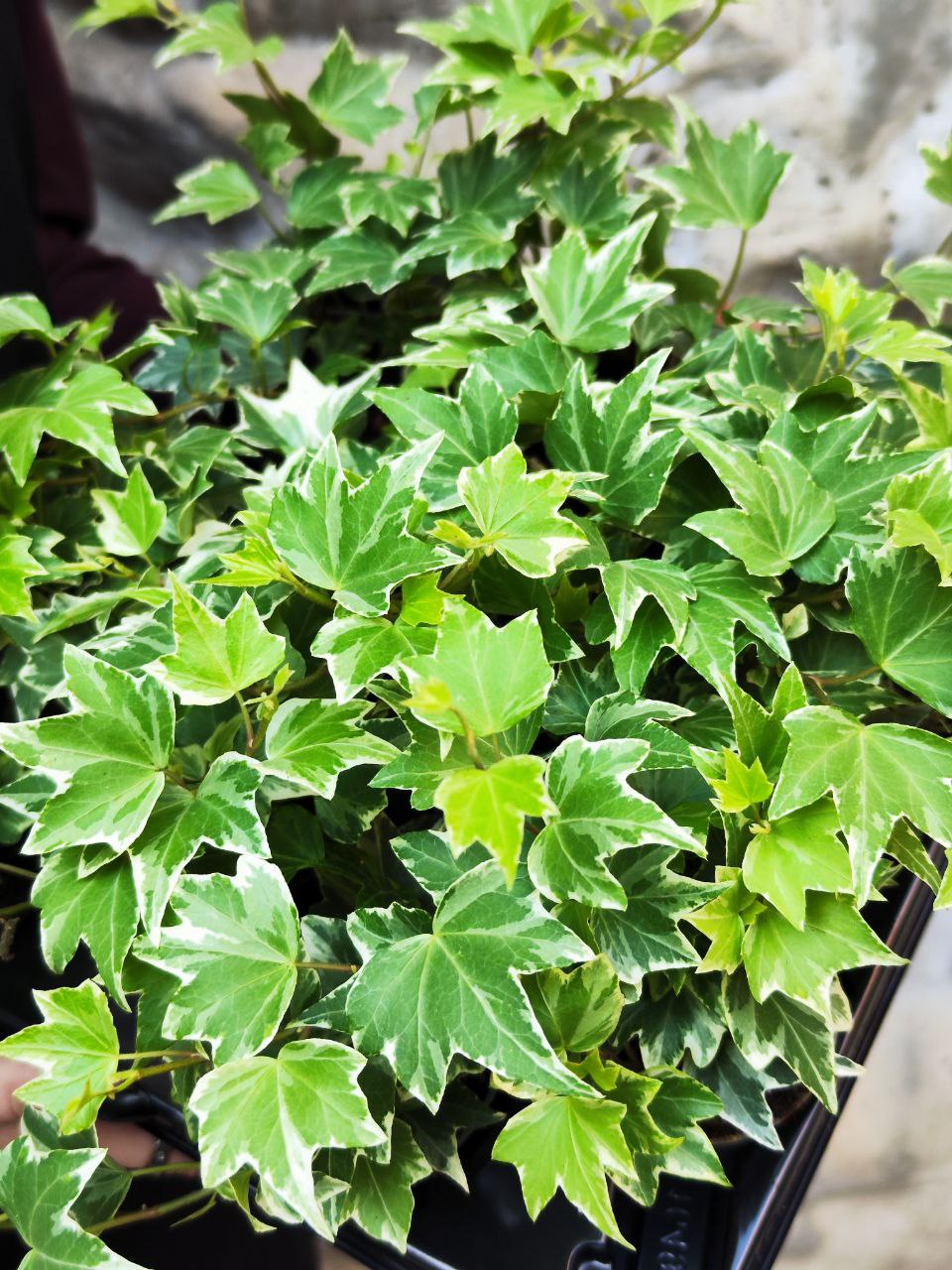 Хедера Хеликс Вариегата, Плющ (Hedera Helix Variegata) D6см