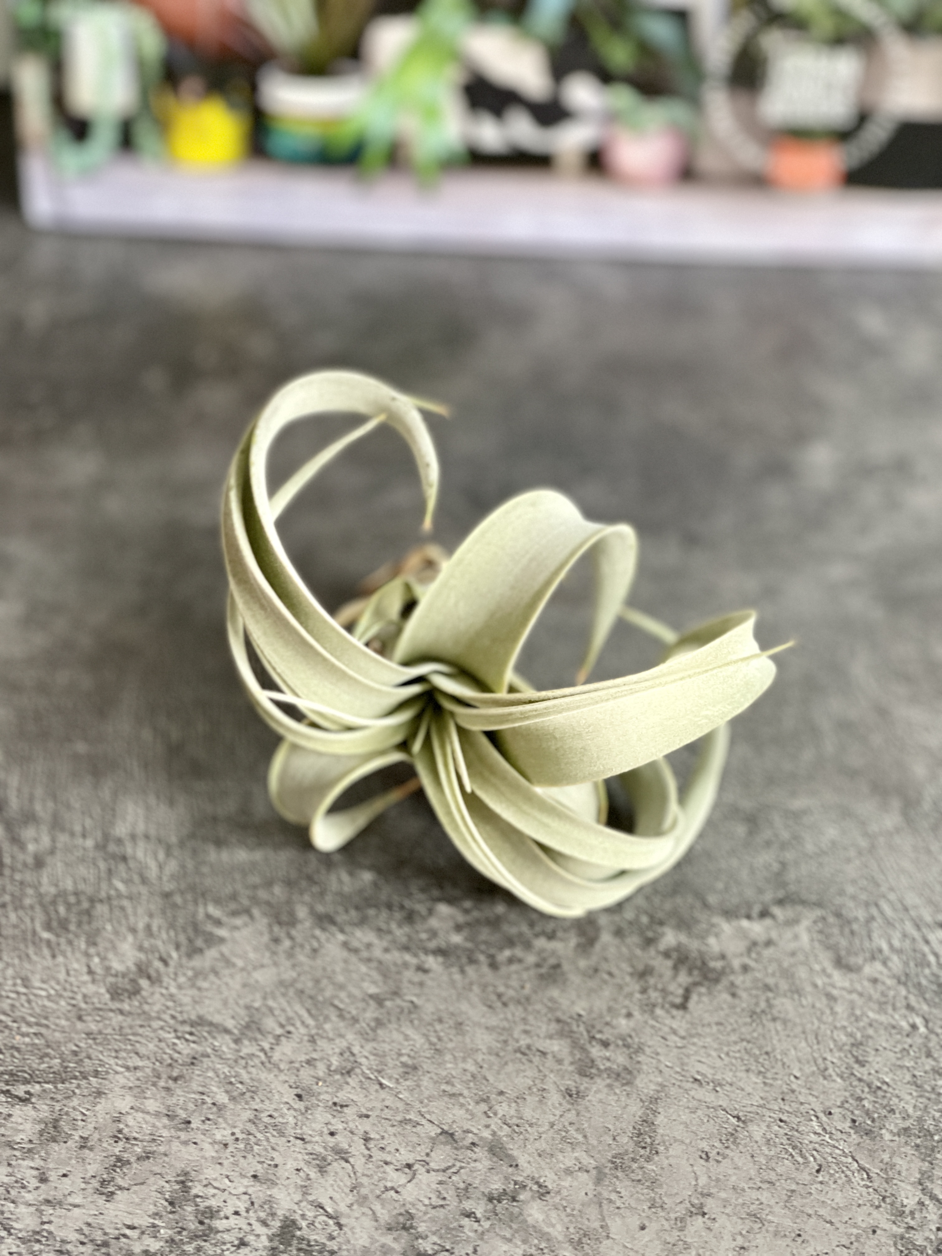 Тилландсия ксерографика, росточек (Tillandsia xerographica)