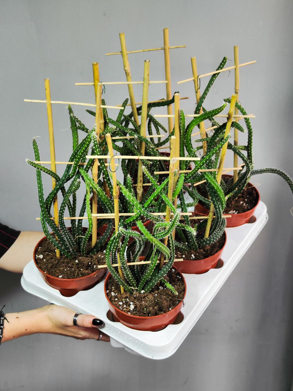 Кактус Селеницереус Крупноцветковый, или Кактус Царица Ночи (Selenicereus Grandiflorus) D12см