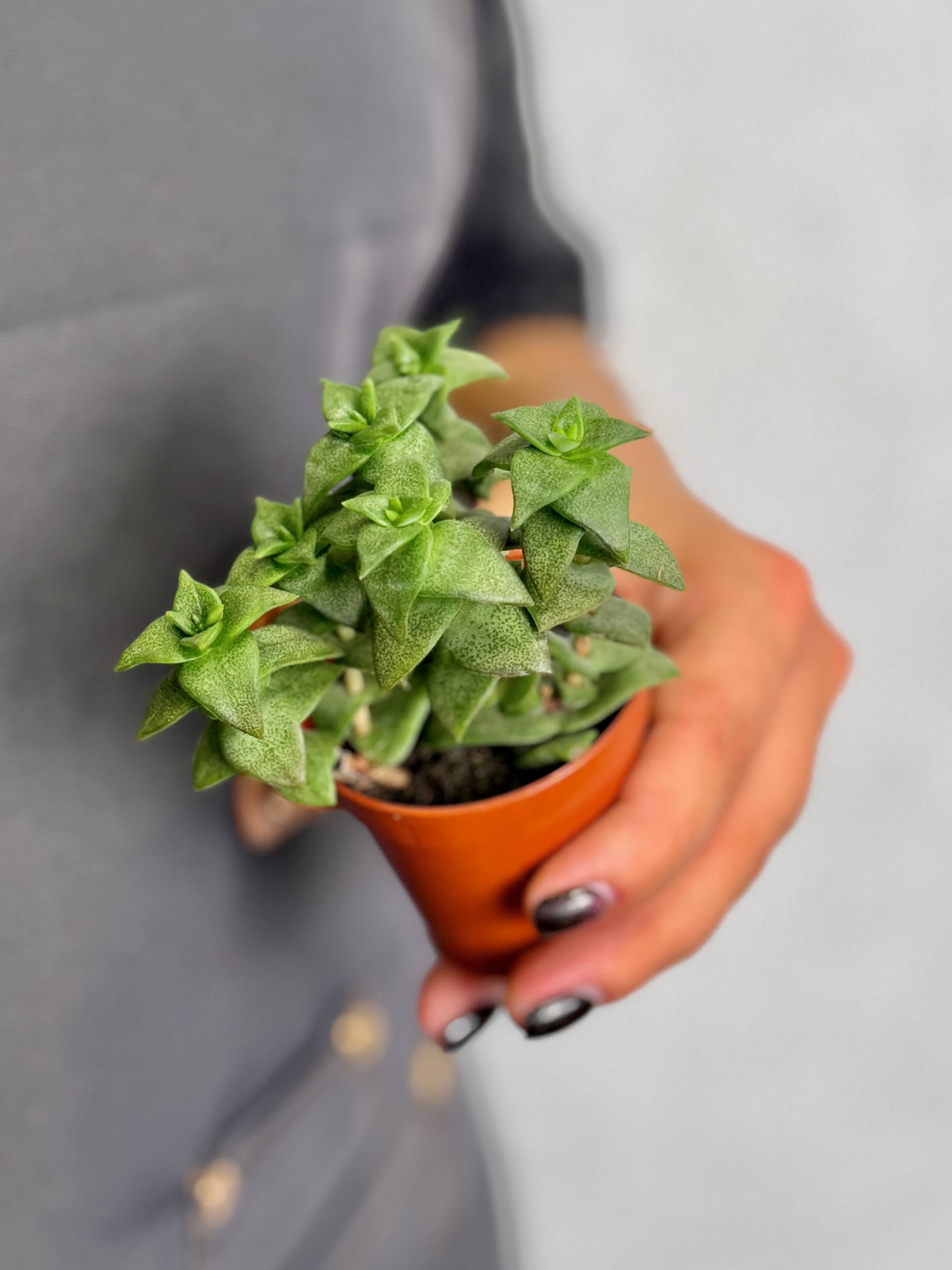 Крассула Продырявленная (Crassula Perforata) D5см