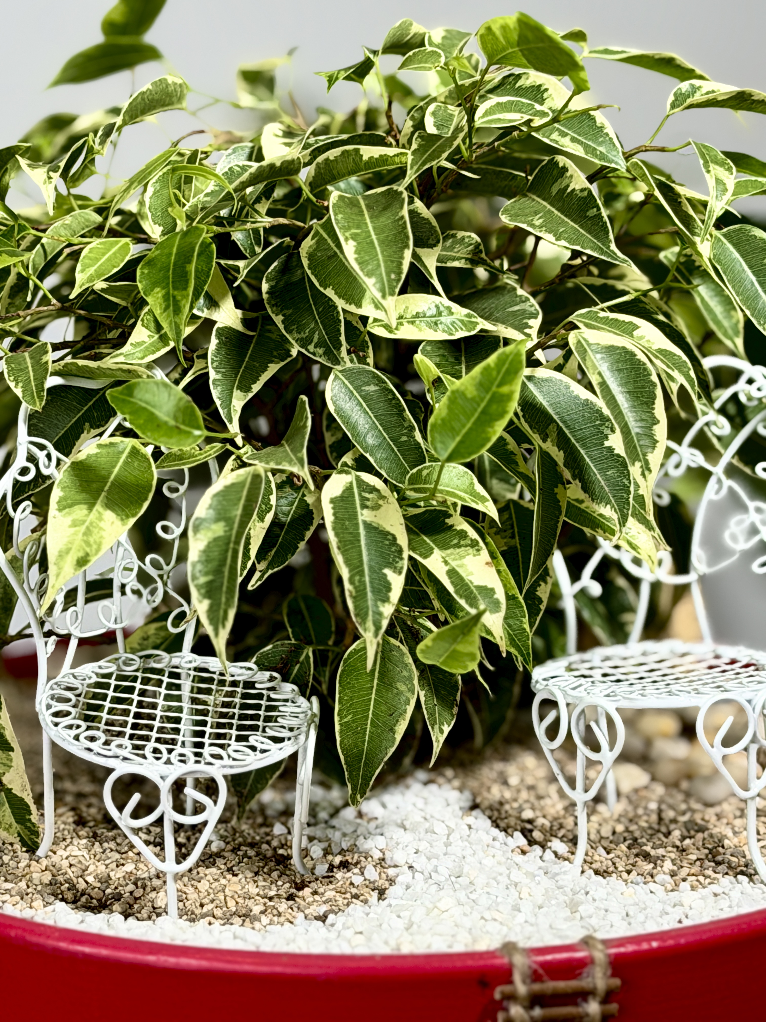 Мини сад с Фикусом Кинки D26см