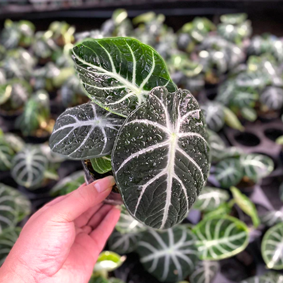 Алоказия Ниндзя (Alocasia Ninja) D6см