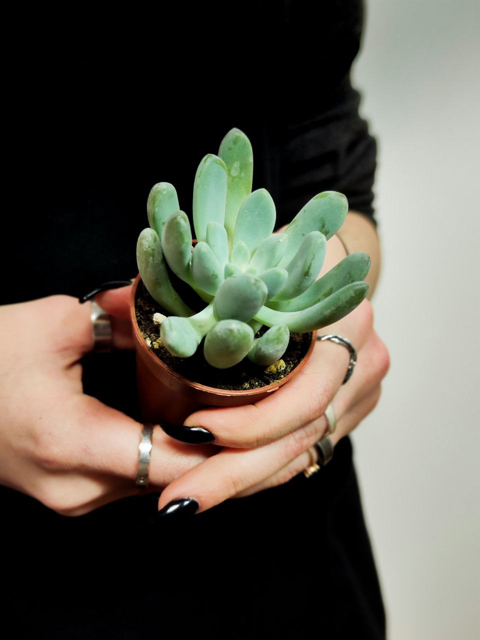 Пахифитум Каукатеканский (Pachyphytum Cuicatecanum) D5см