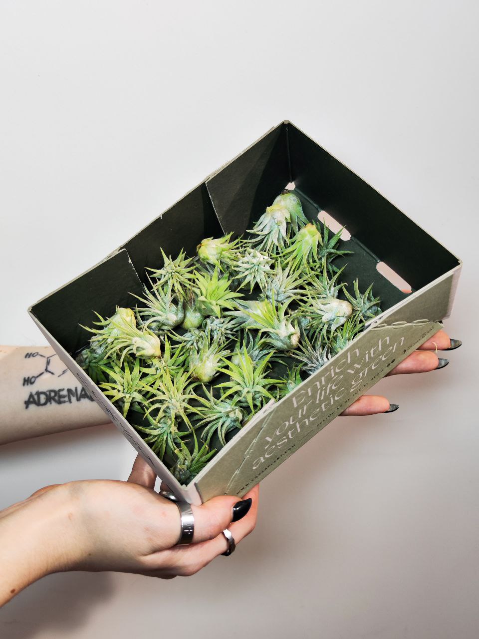 Тилландсия Ионанта Грин Мини (Tillandsia Ionantha Green Bonsai)