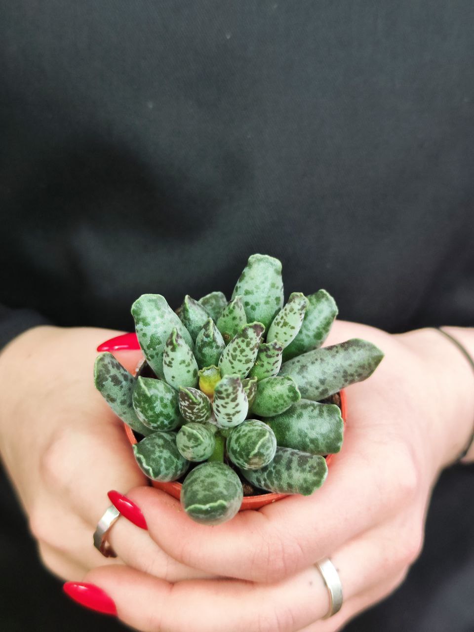 Адромискус Фестивус или Утонченный (Adromischus Festivus) D5см