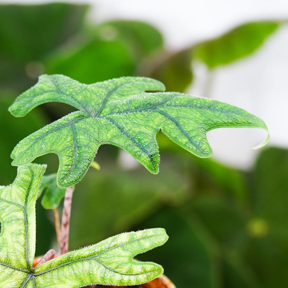 Алоказия Жаклин (Alocasia Jacklyn) D6см
