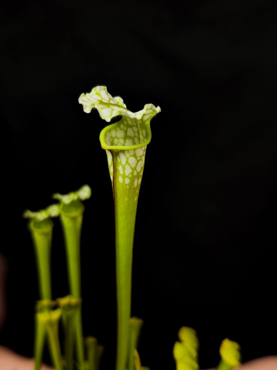 Саррацения Фарнхами Белая (Sarracenia White Farnhamii) D9см