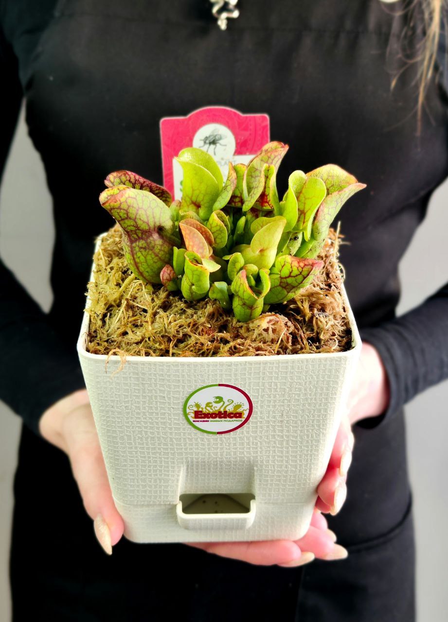 Саррацения Веноза Красная (Sarracenia Venosa Red) пересаженная D12см