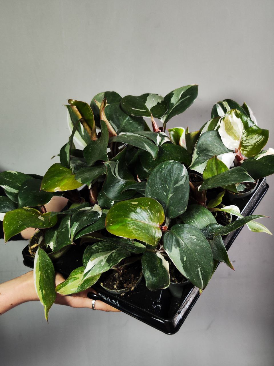 Филодендрон Вайт Кнайт, или Филодендрон Белый Рыцарь (Philodendron White Knight) D6см
